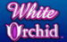 Logo white orchid igt jeu casino 