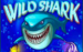 Logo wild shark amatic 